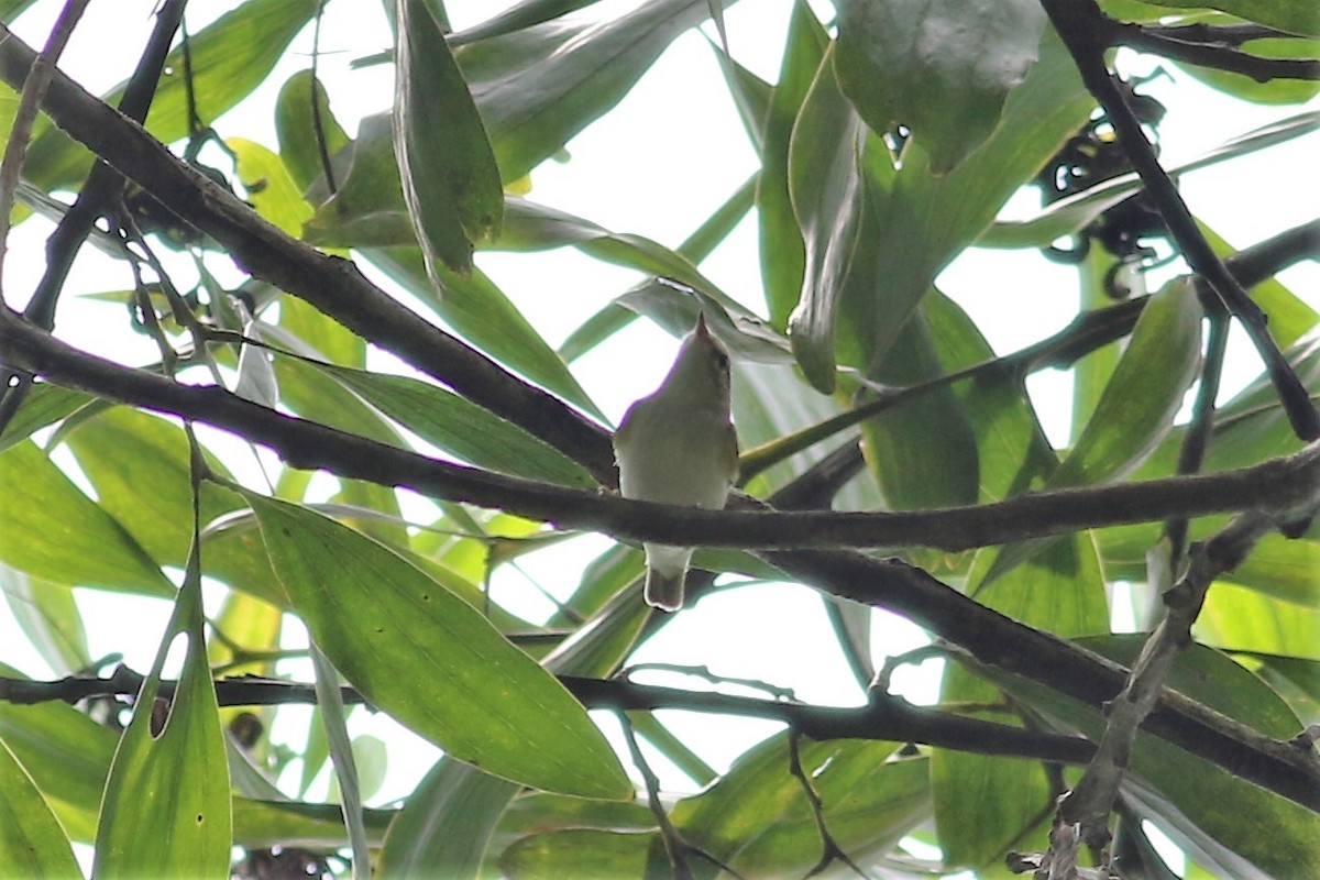 Yellow-browed Warbler - Fadzrun A.