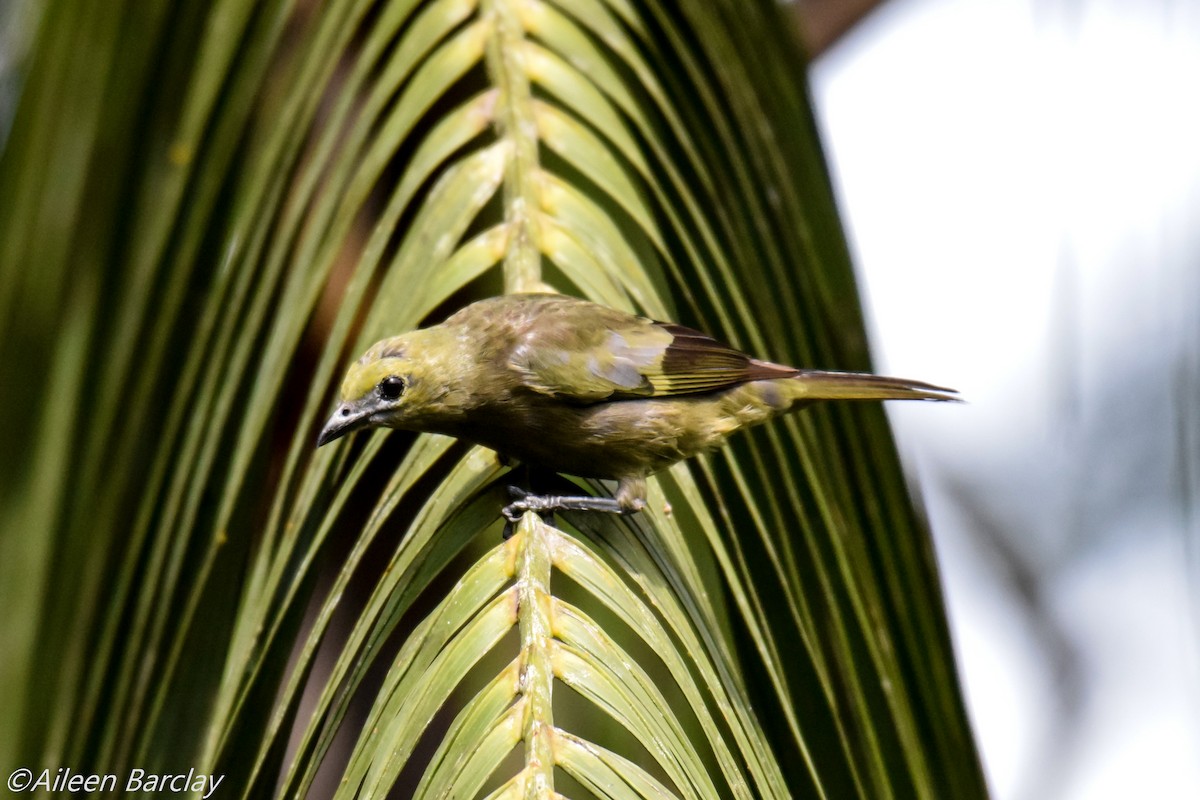 Palm Tanager - ML130350771