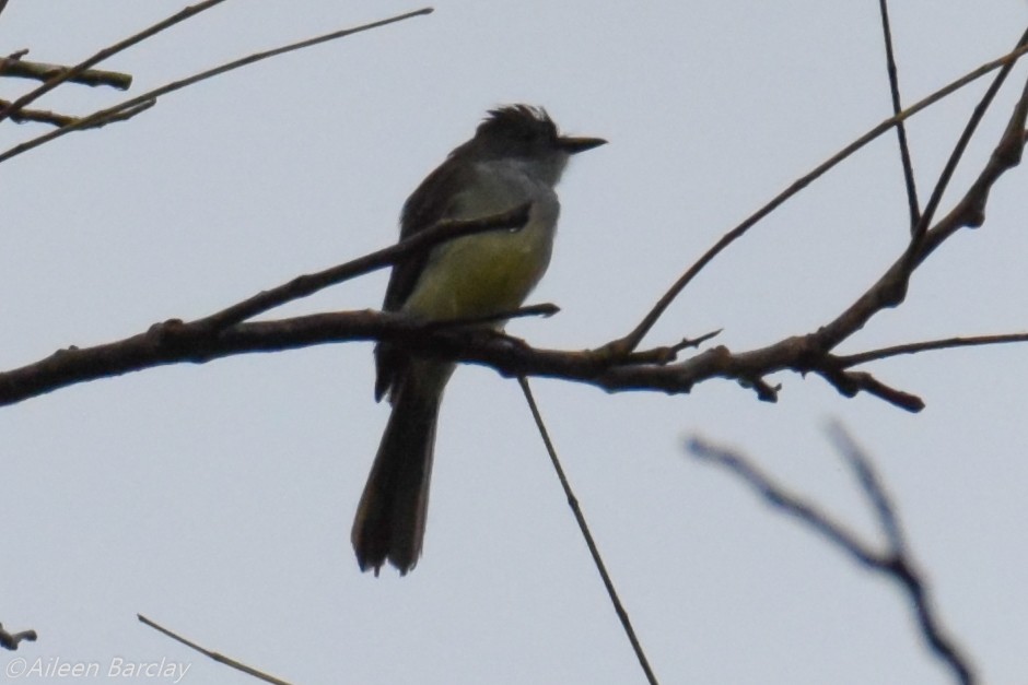 Short-crested Flycatcher - Aileen Barclay