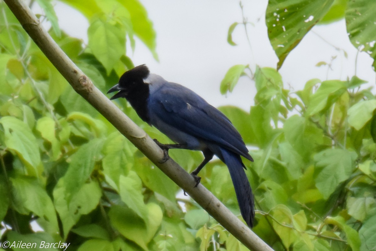Violaceous Jay - Aileen Barclay