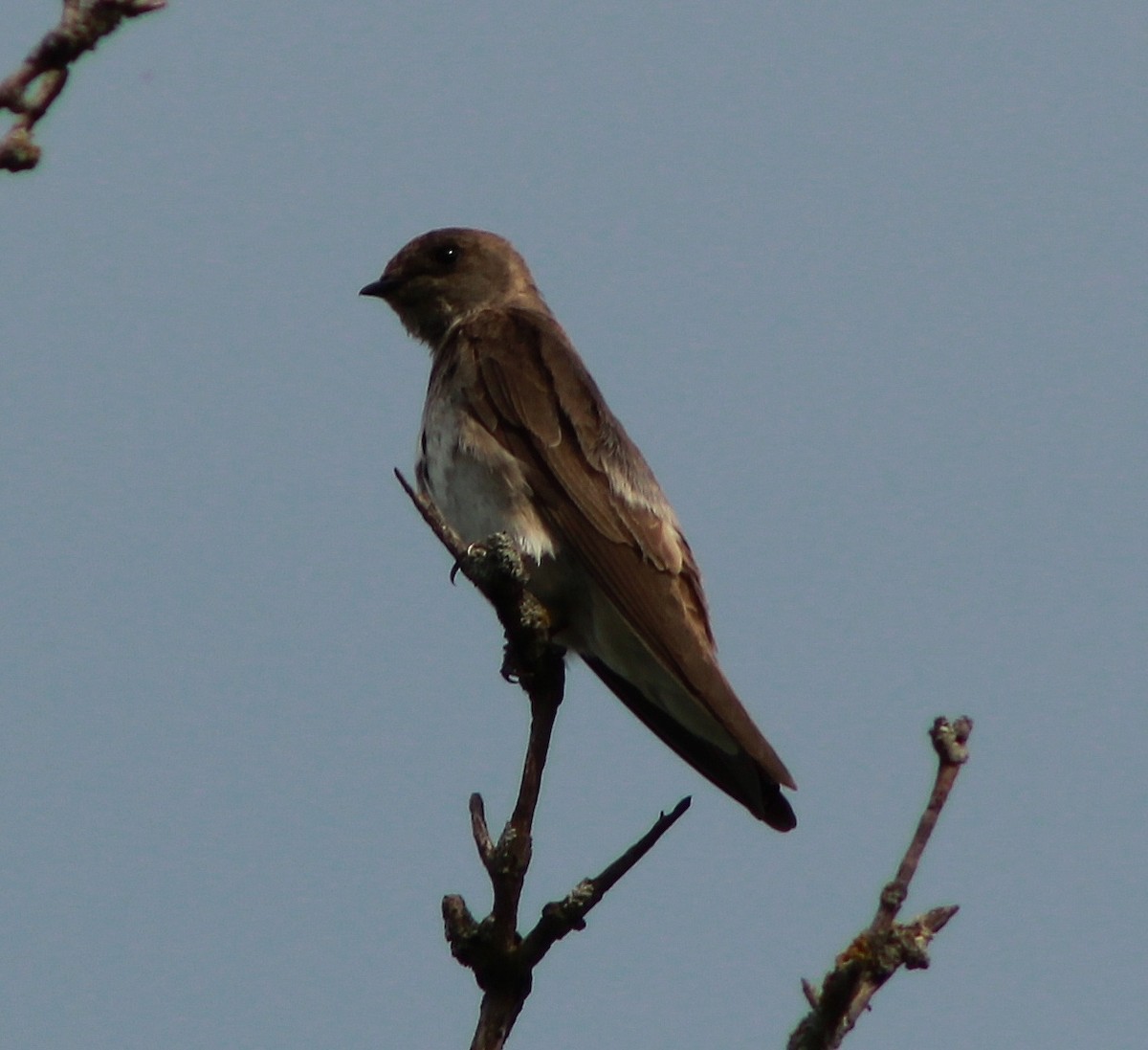 Northern Rough-winged Swallow - Tim F