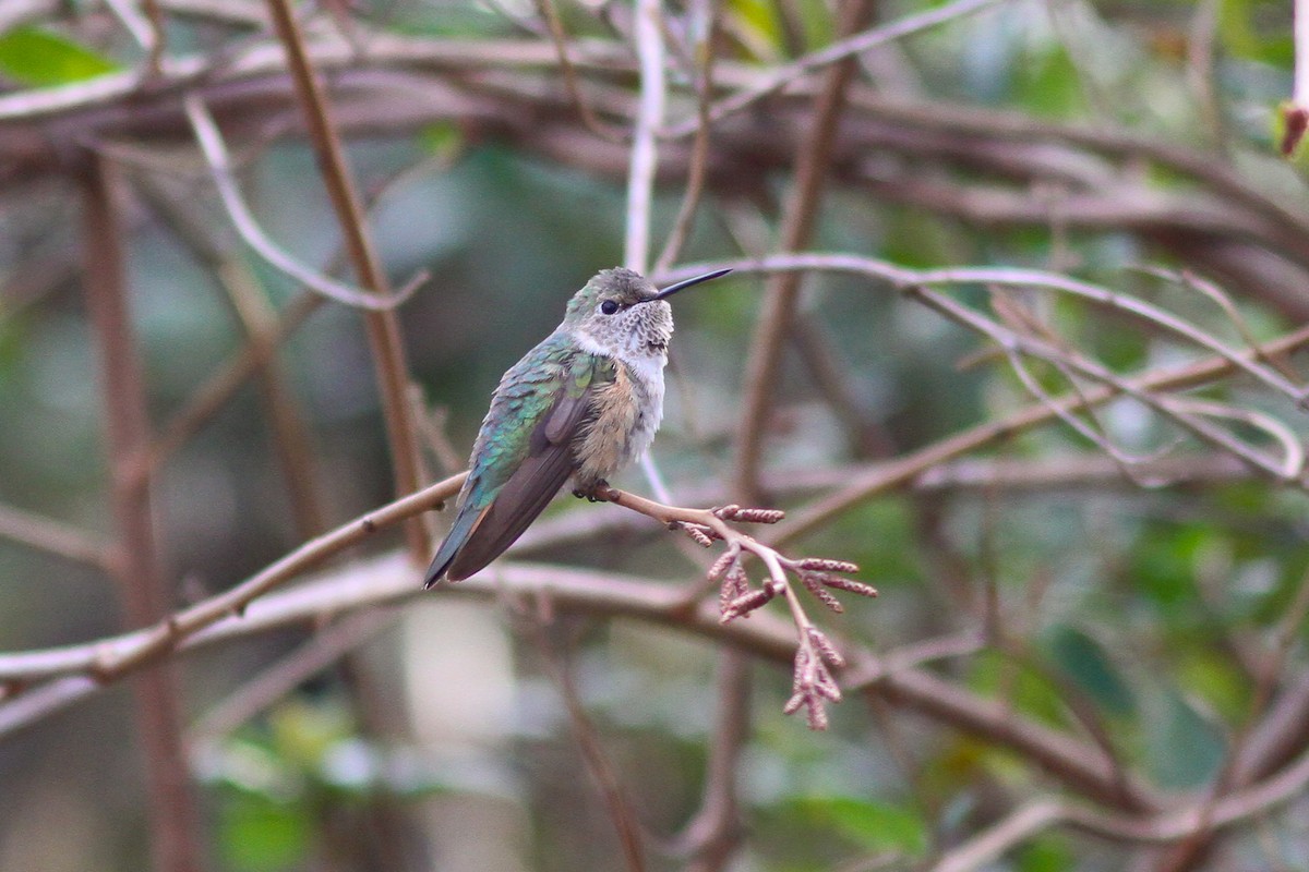 Broad-tailed Hummingbird - ML130357251