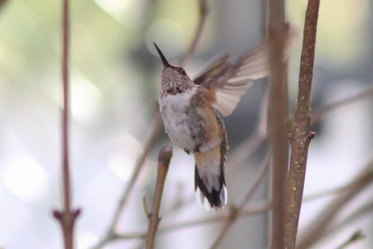 Broad-tailed Hummingbird - ML130357291