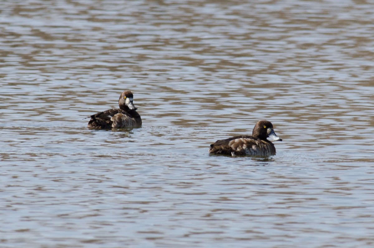 Greater Scaup - Keith Bowers