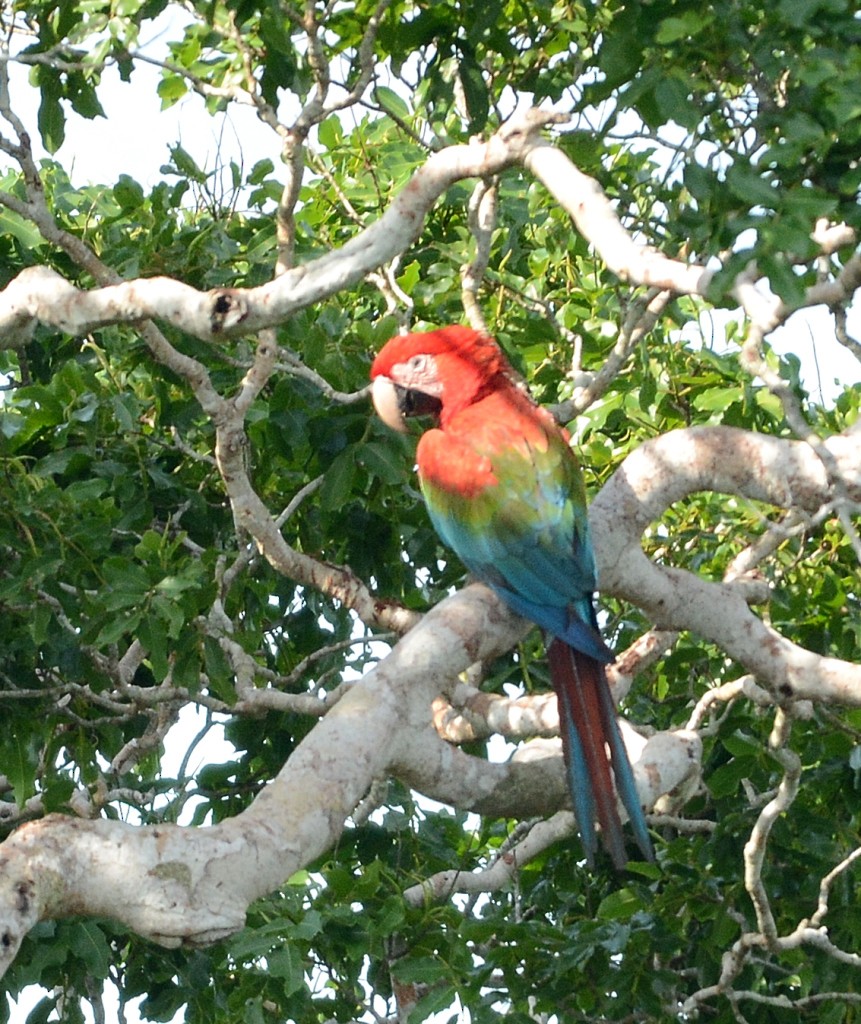 Red-and-green Macaw - ML130357901