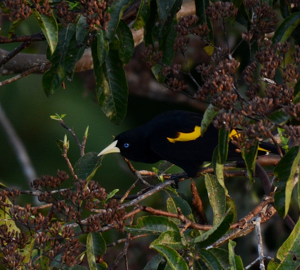 Yellow-rumped Cacique - ML130358311