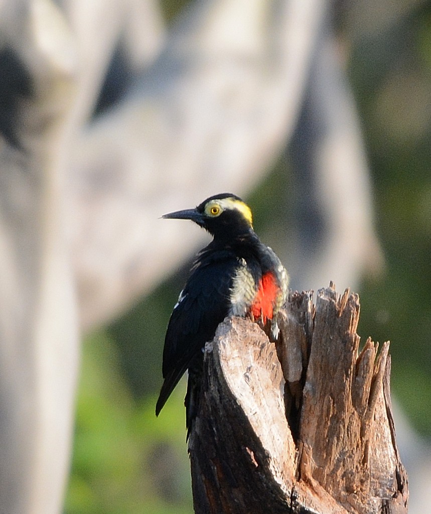 Yellow-tufted Woodpecker - ML130358431