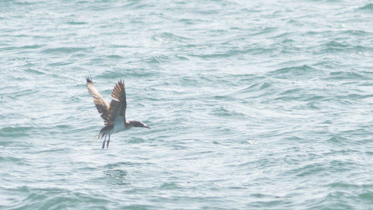 Blue-footed Booby - ML130358921
