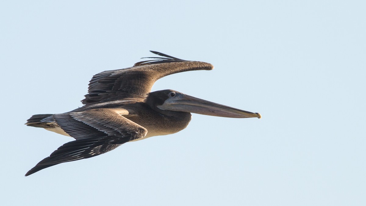 Brown Pelican - Fyn Kynd