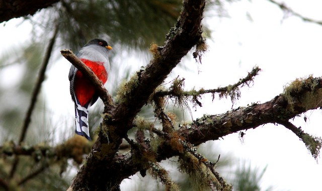 Bird perched on branch with lichens; Ouest, Haiti - Hispaniolan Trogon - 