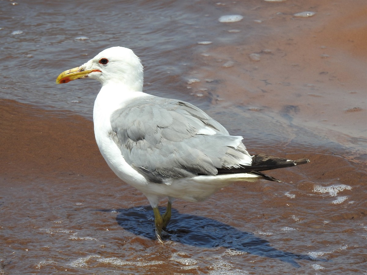 California Gull - Bill Pelletier