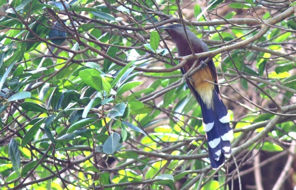 Bay-breasted Cuckoo - ML130359531