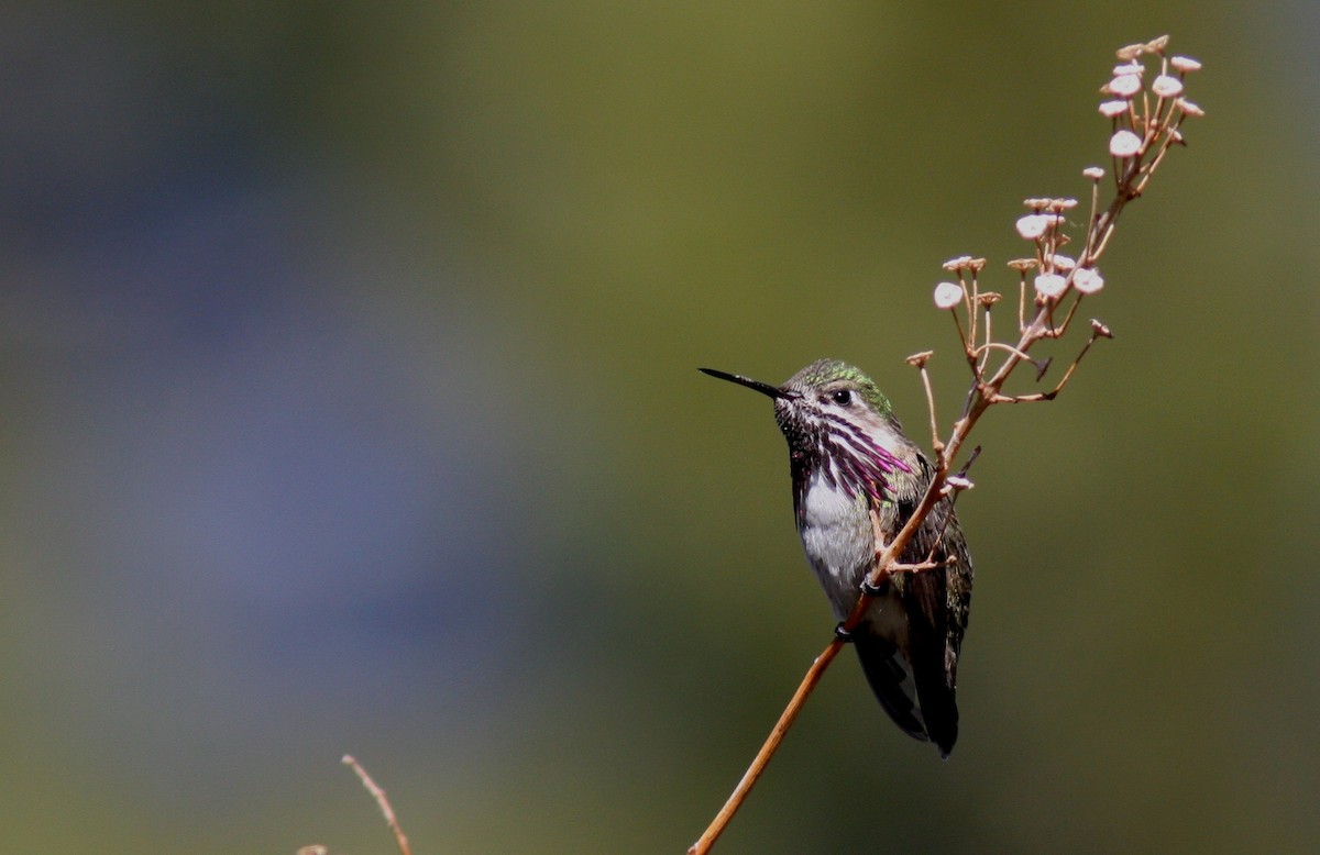 Calliope Hummingbird - Jim Tietz