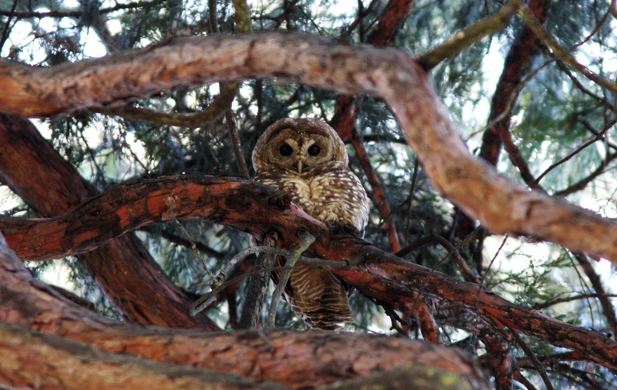 Spotted Owl - Jim Tietz
