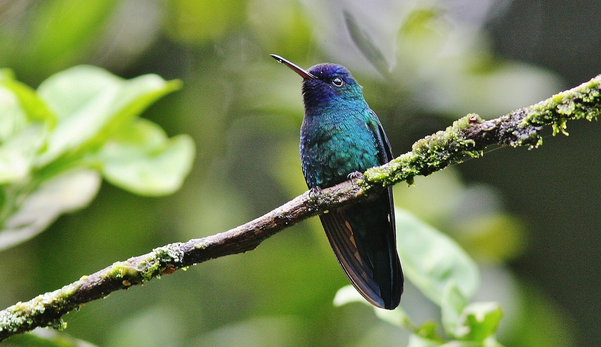 Blue-headed Hummingbird - ML130361591