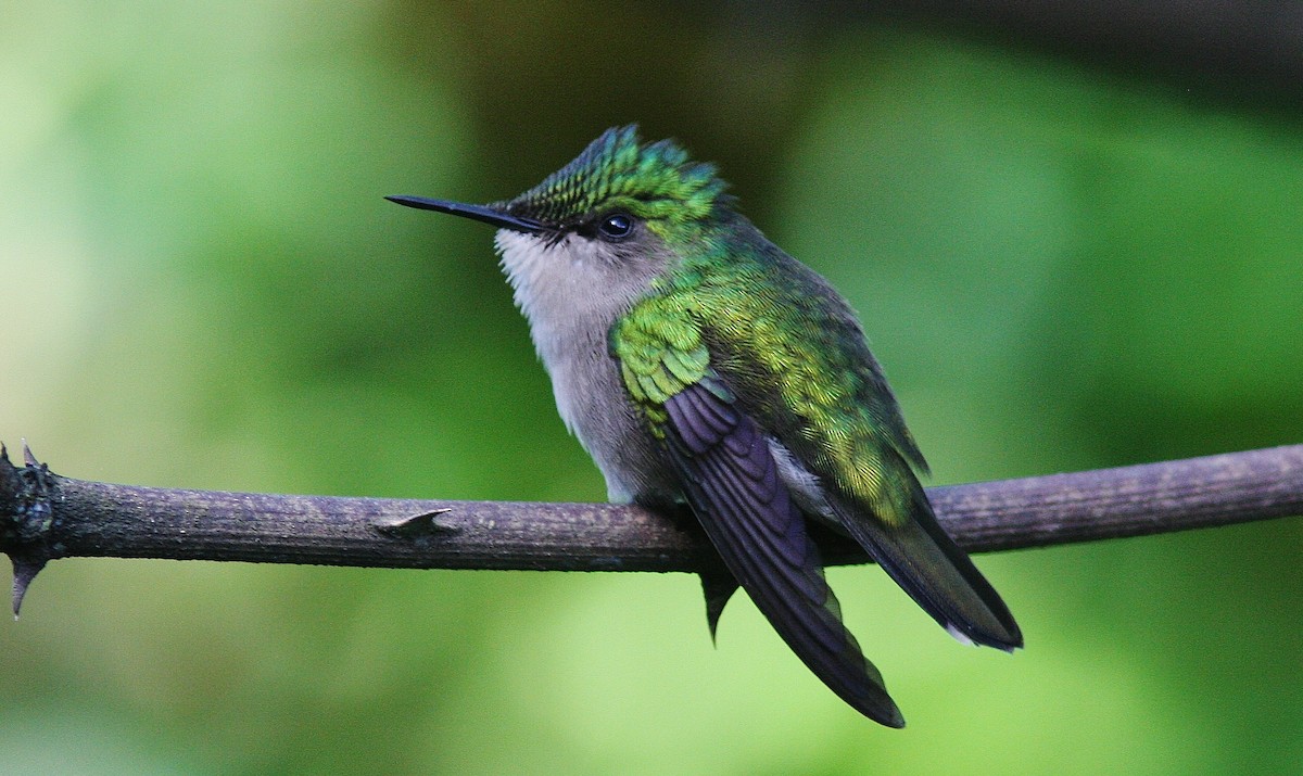 kolibřík chocholatý - ML130361881