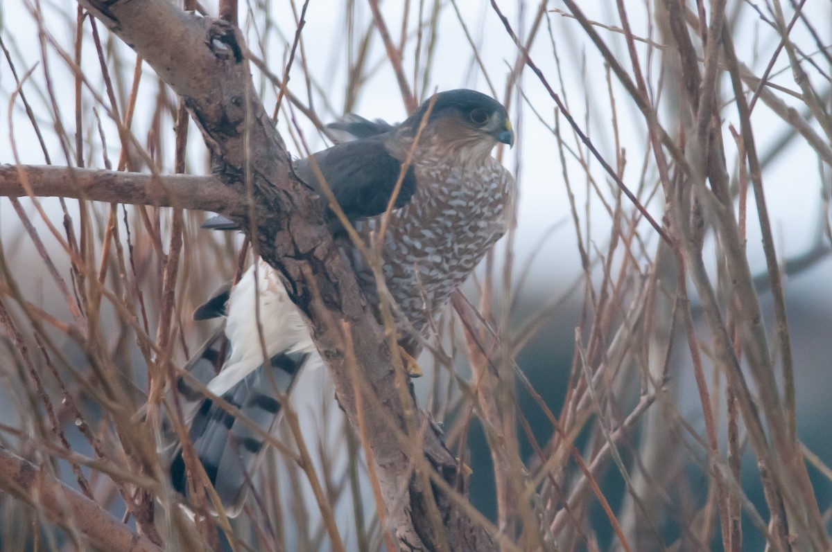 Sharp-shinned Hawk - André Couture