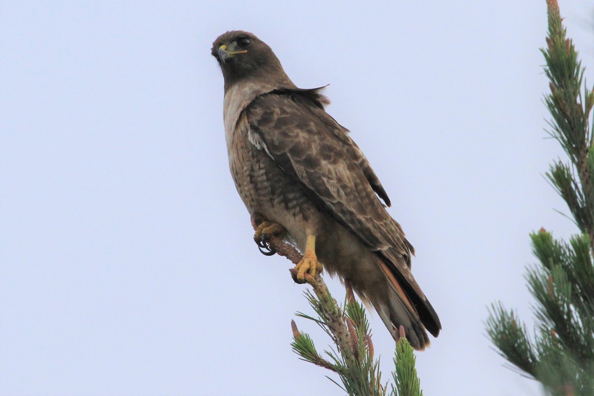 Red-tailed Hawk - ML130368851