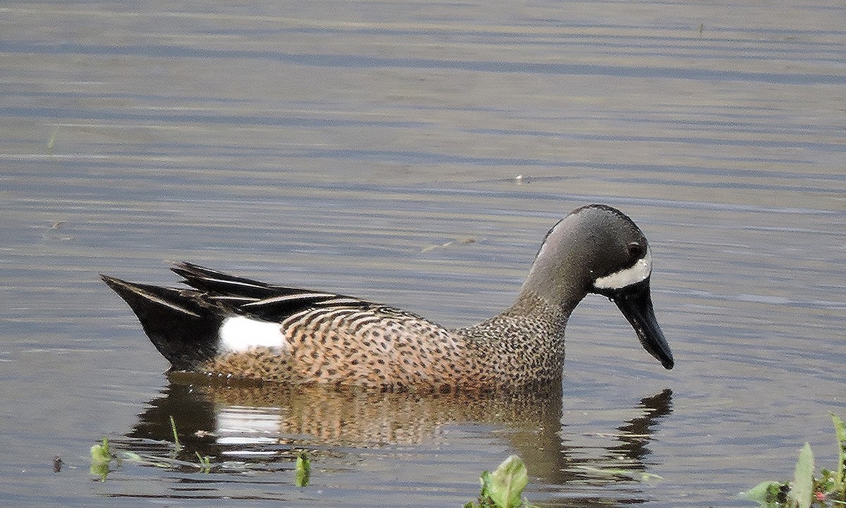 Blue-winged Teal - ML130370961