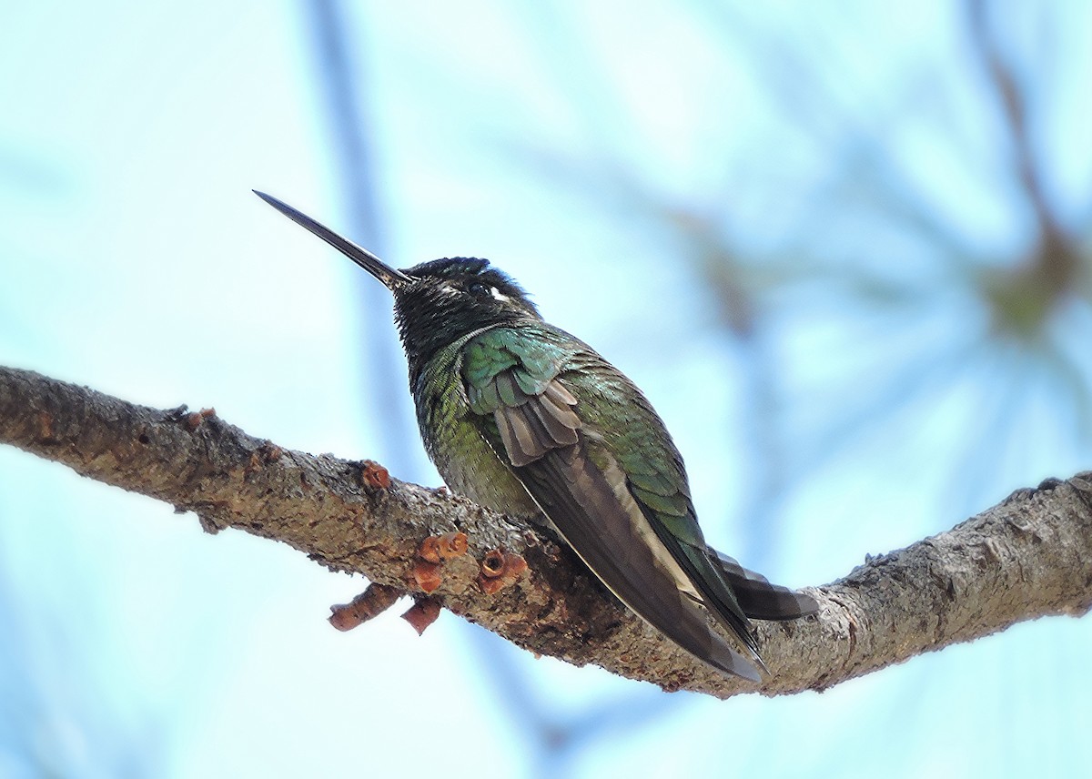 Rivoli's Hummingbird - Jack  Bushong