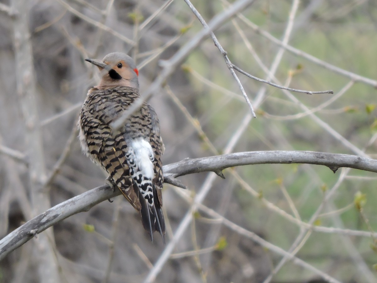 Northern Flicker (Yellow-shafted) - ML130372171