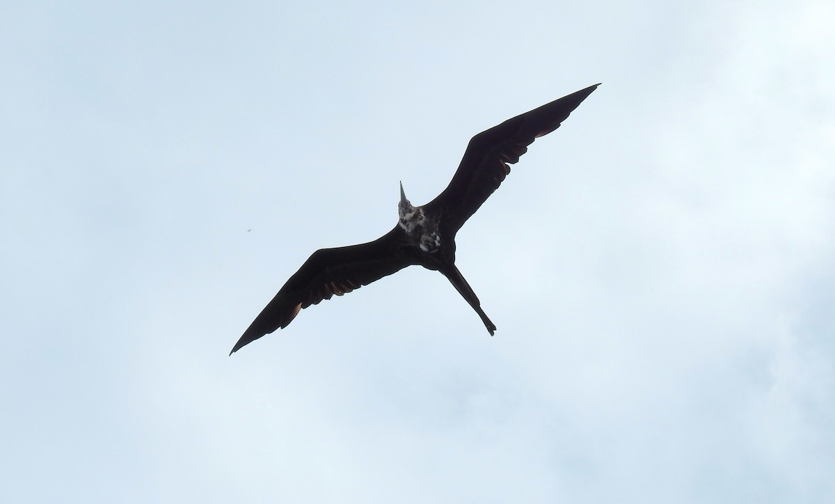 Magnificent Frigatebird - ML130372431