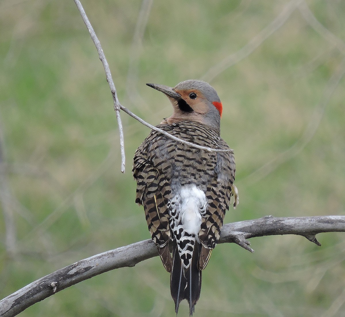 Northern Flicker (Yellow-shafted) - ML130374871