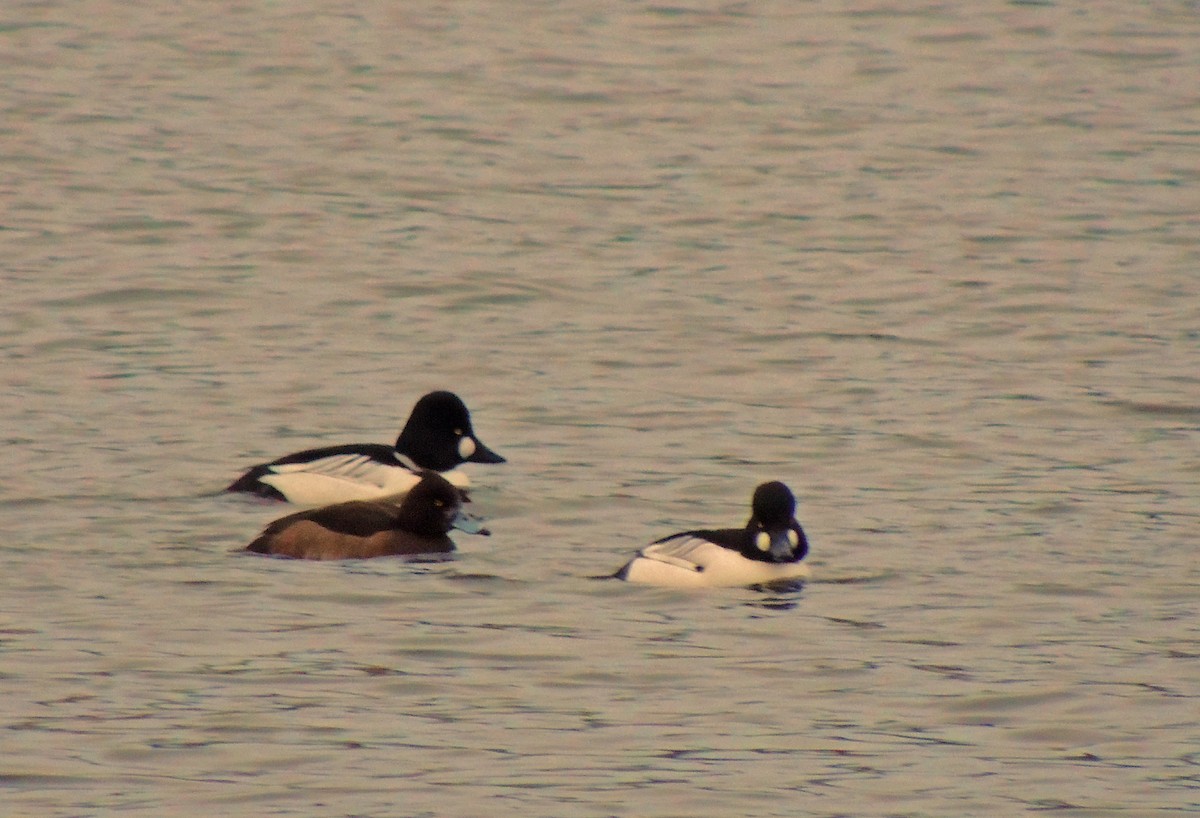 Tufted Duck - ML130376611