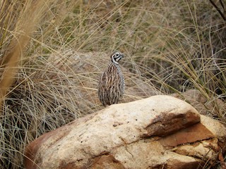 Montezuma Quail, ML130377571