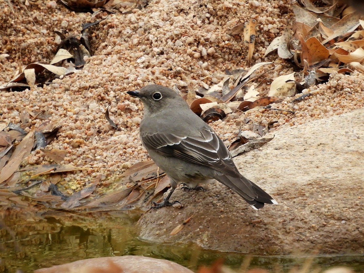 Townsend's Solitaire - ML130377621