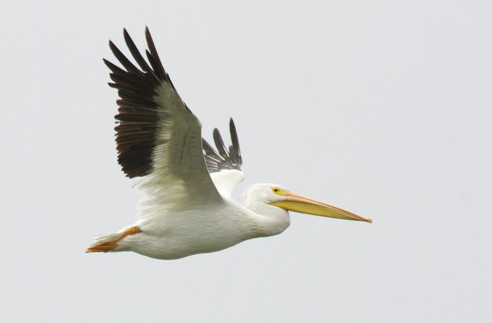 American White Pelican - Andre Moncrieff
