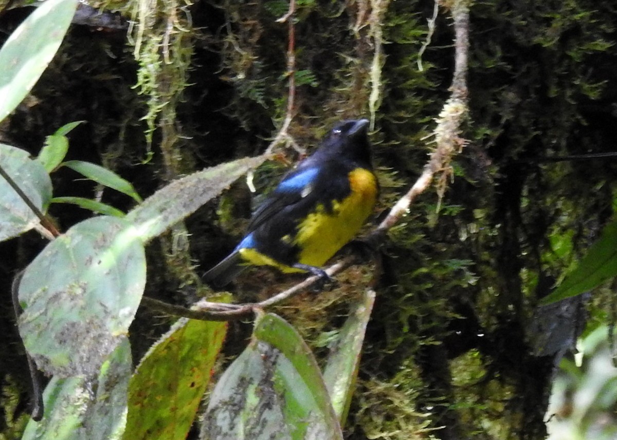 Black-and-gold Tanager - ML130379661