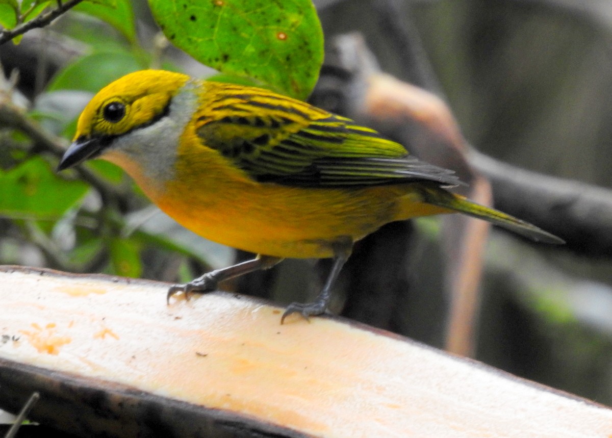 Silver-throated Tanager - ML130380001