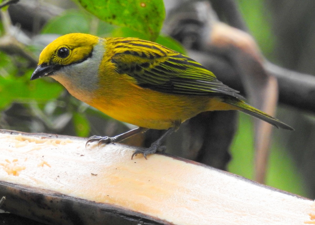 Silver-throated Tanager - ML130380011