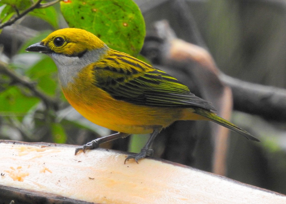 Silver-throated Tanager - ML130380021
