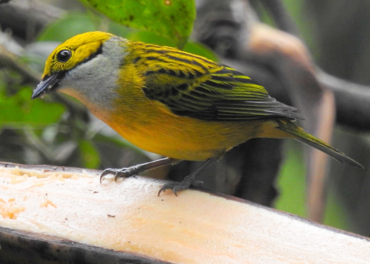 Silver-throated Tanager - ML130380031