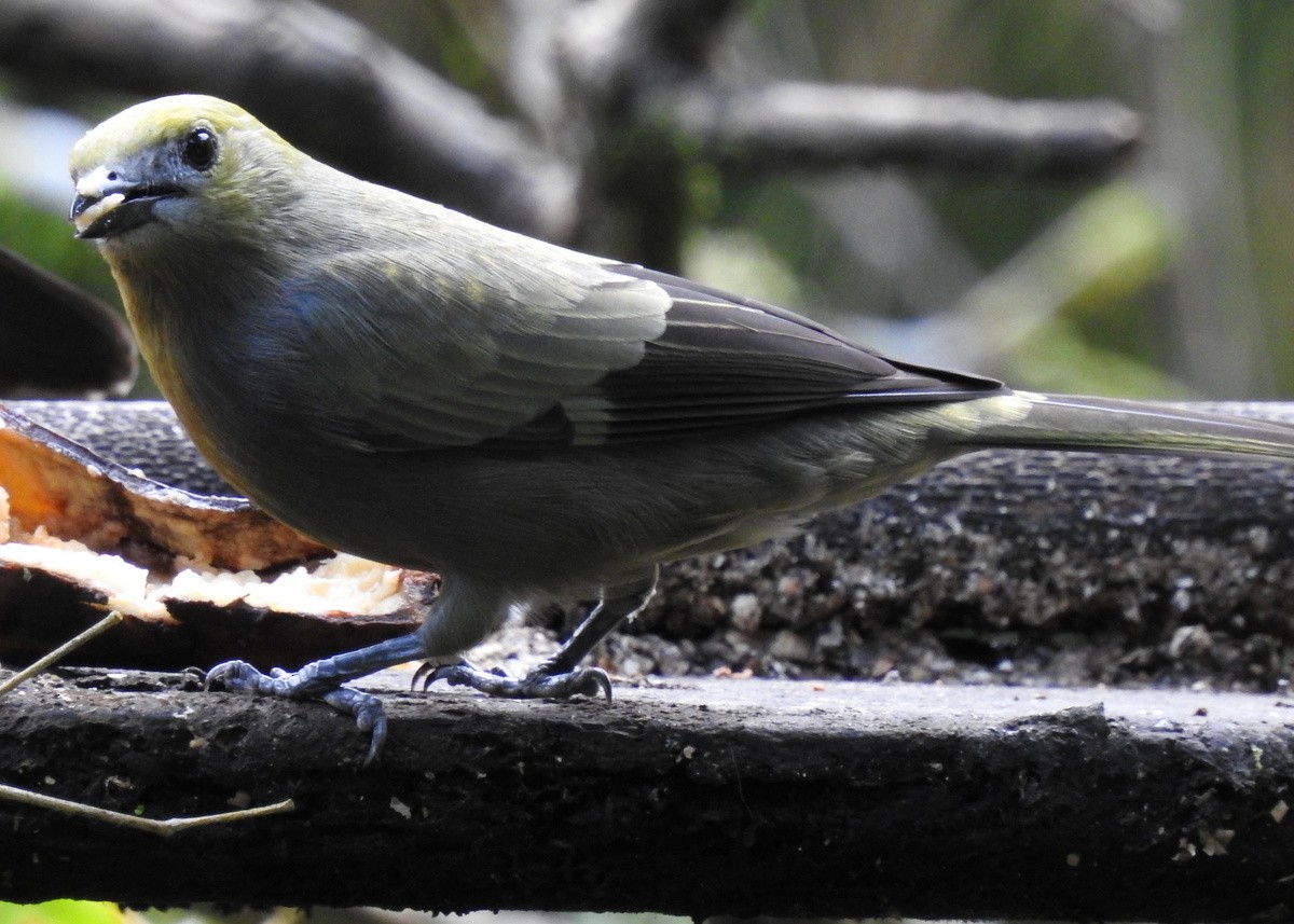 Palm Tanager - ML130380161