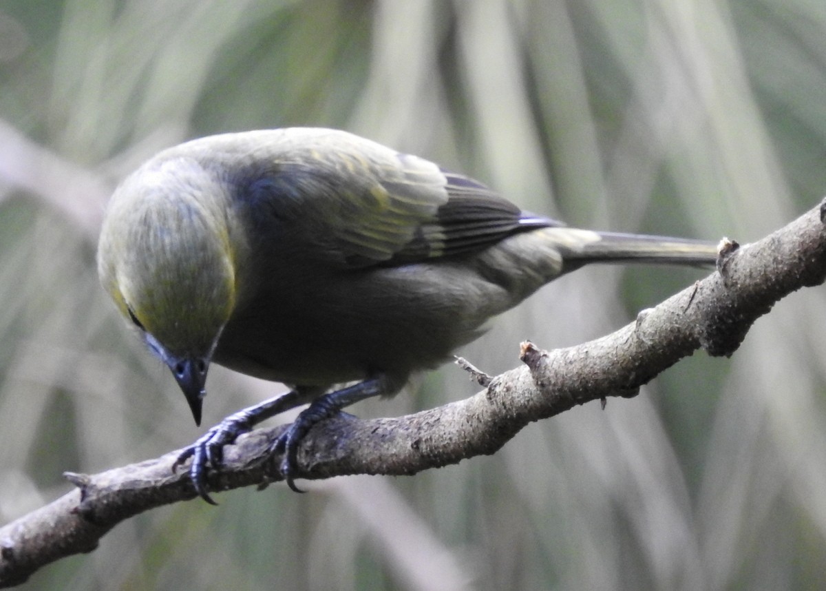 Palm Tanager - ML130380171