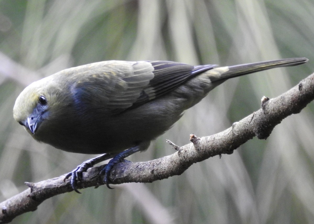 Palm Tanager - ML130380181