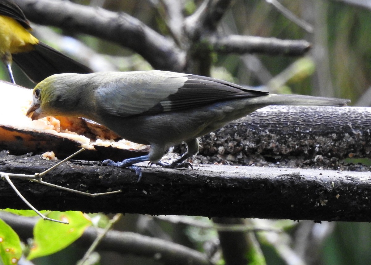 Palm Tanager - ML130380191
