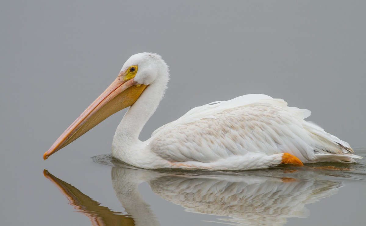 American White Pelican - Fyn Kynd