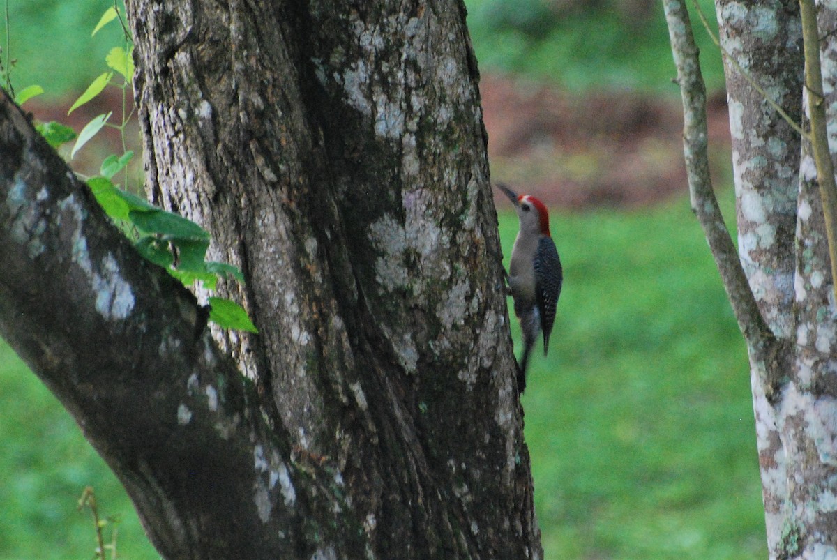 Golden-fronted Woodpecker (Velasquez's) - Ryan Irvine