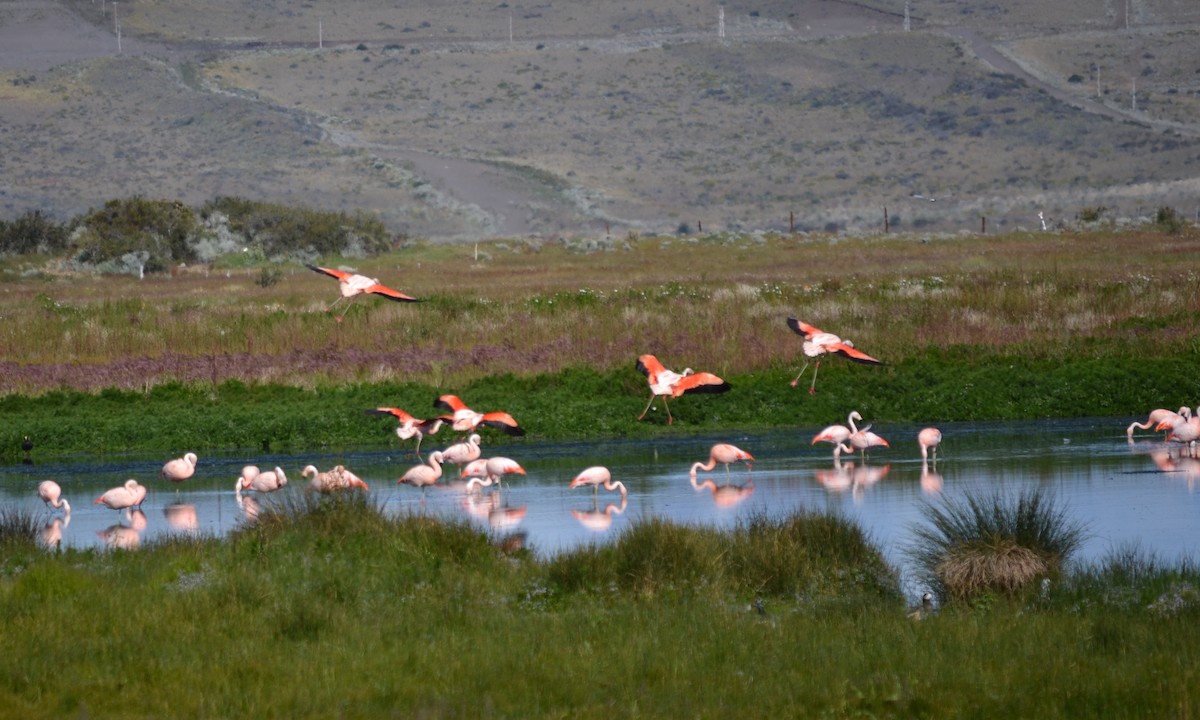 Chilean Flamingo - Ryan Treves