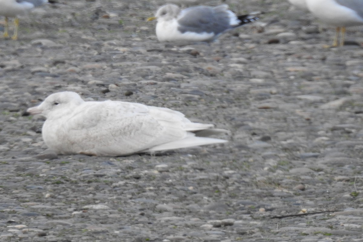 Glaucous Gull - Diana LaSarge and Aaron Skirvin