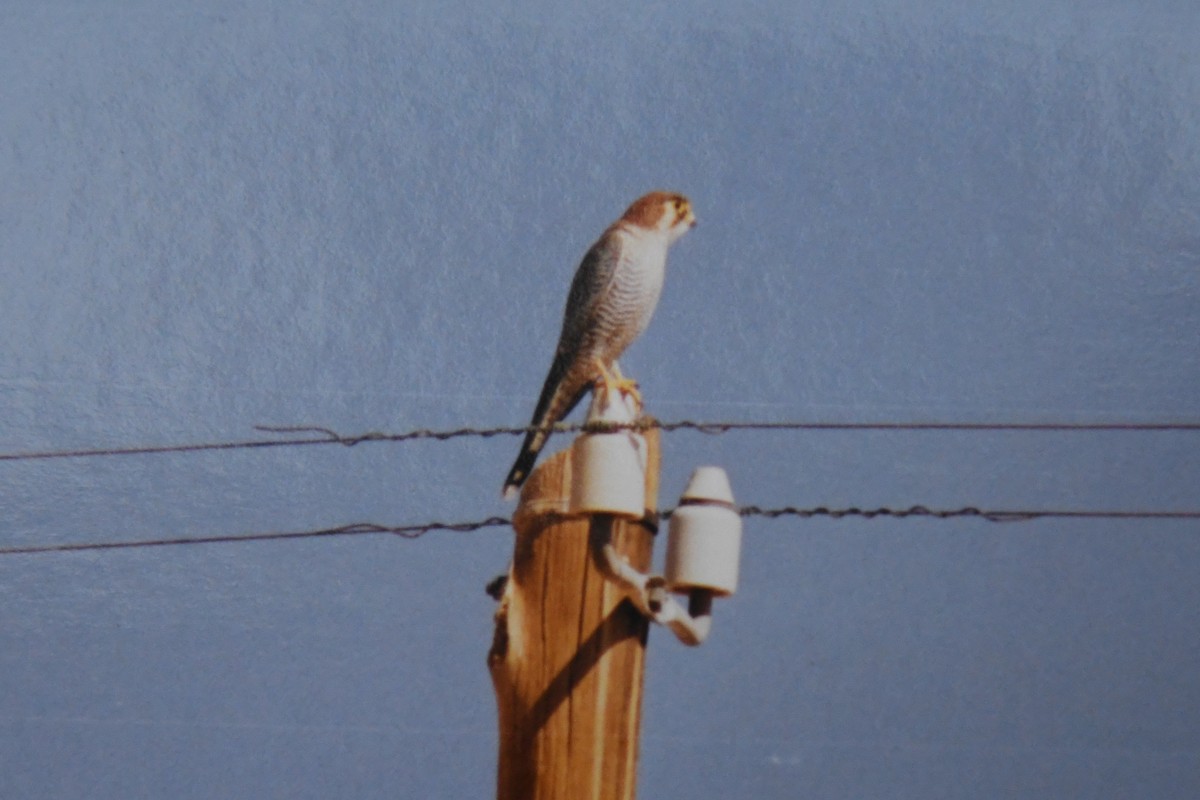 Red-necked Falcon - Nige Hartley
