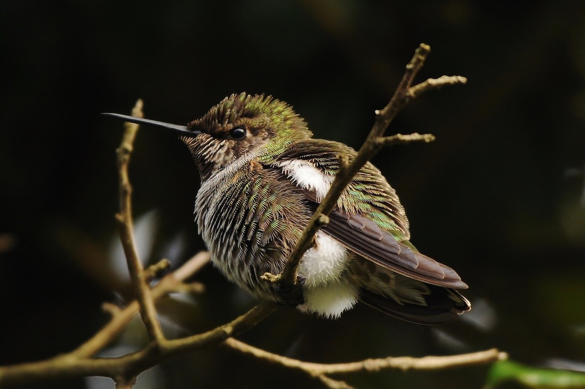 Anna's Hummingbird - ML130391041