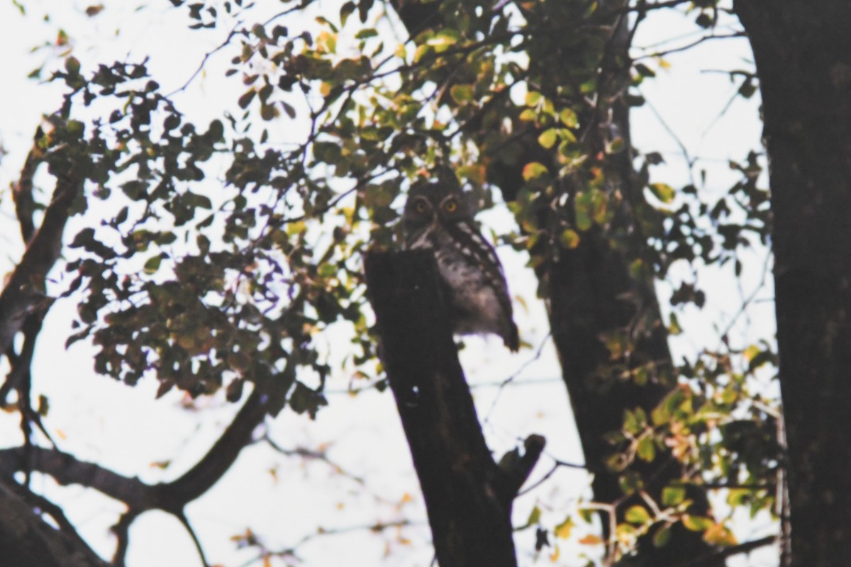 African Barred Owlet - Nige Hartley