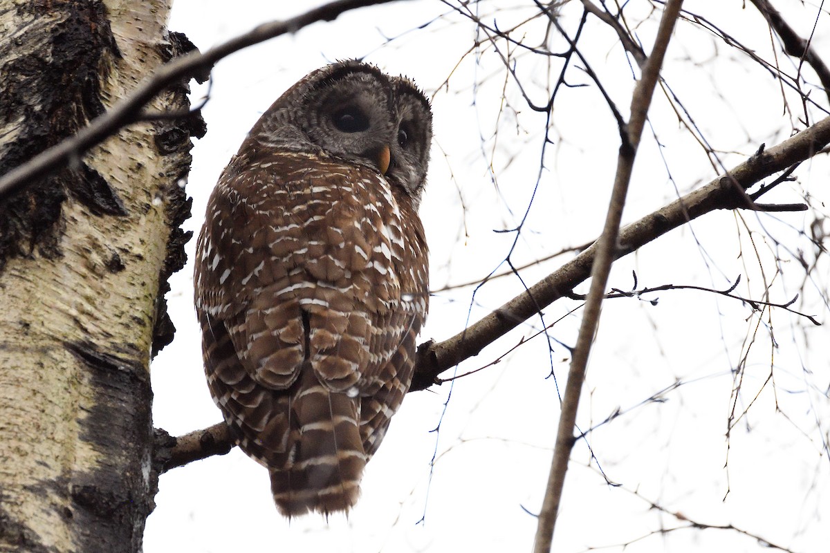 Barred Owl - terence zahner