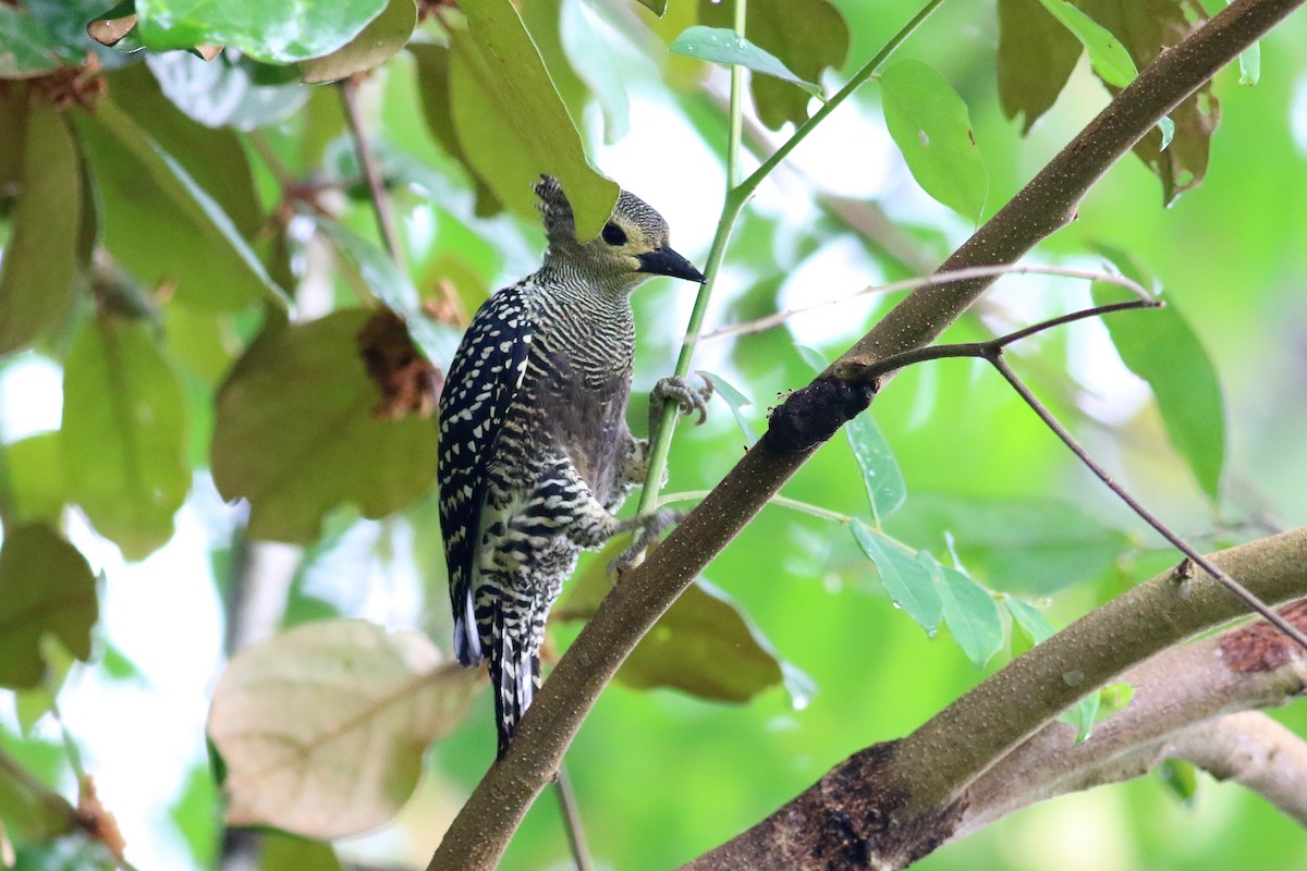 Buff-rumped Woodpecker - Fadzrun A.