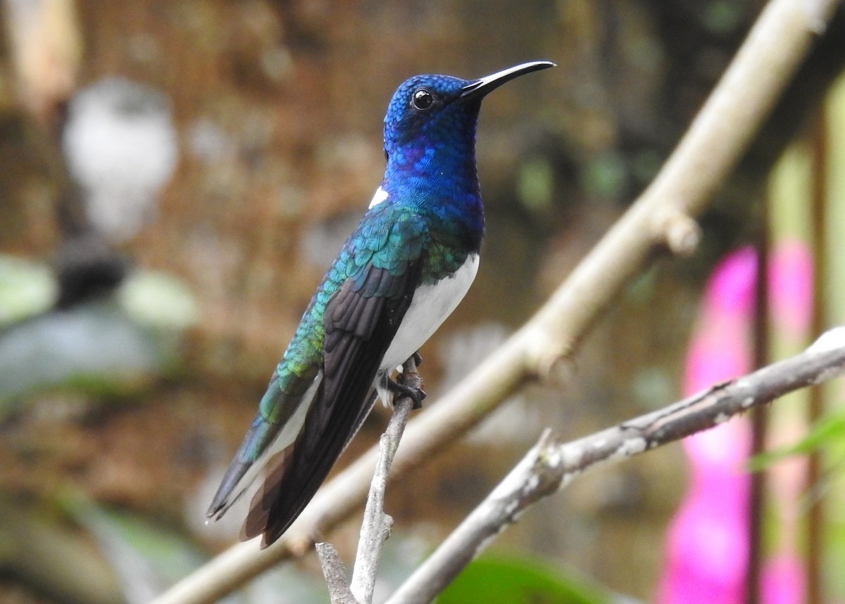 White-necked Jacobin - Andy Frank